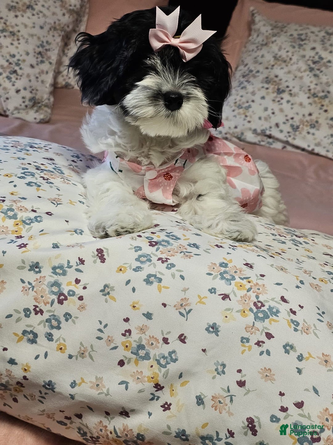 Cockapoo dogs for sale: Oreo - Image 2