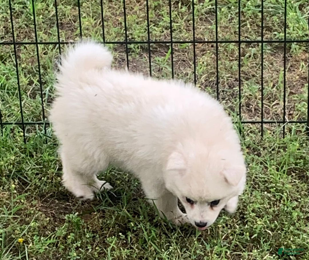 Alaskan Klee Kai dogs for sale: Snowy Boy Titan - Image 2