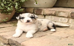 Border Collie dogs for sale: Max - Image 3