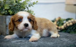 Cavalier King Charles Spaniel dogs for sale: Cody - Image 2