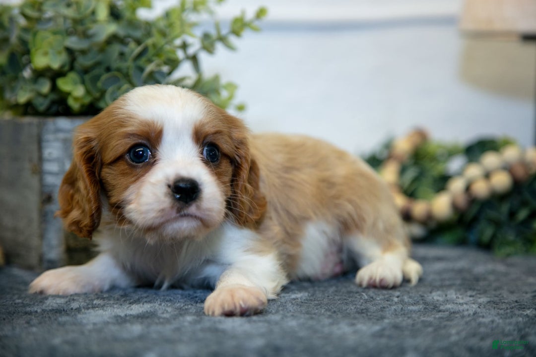 Cavalier King Charles Spaniel dogs for sale: Cody - Image 2