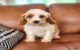Cavapoo dogs for sale: Charlie - Image 2