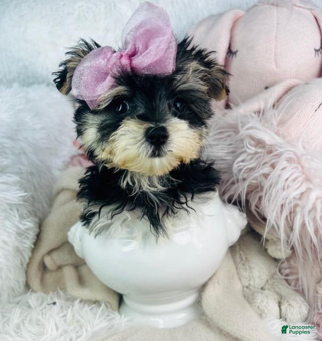 Morkie dogs for sale: Darlene - Image 3