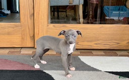 Italian Greyhound dogs for sale: Jenna - Image 2