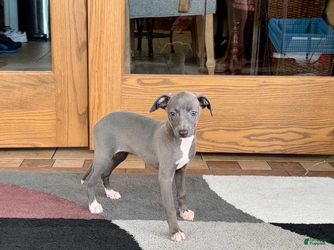 Italian Greyhound dogs for sale: Jenna - Image 2