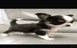 Chihuahua dogs for sale: Barkley - Image 2