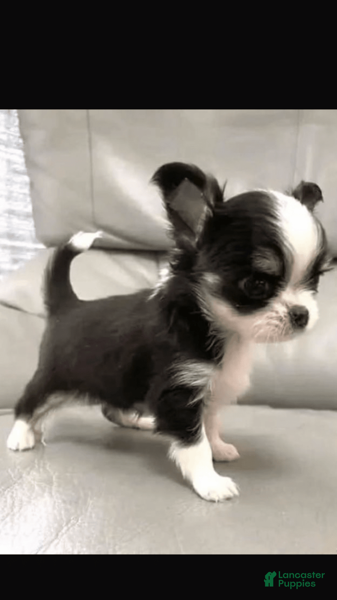 Chihuahua dogs for sale: Barkley - Image 2