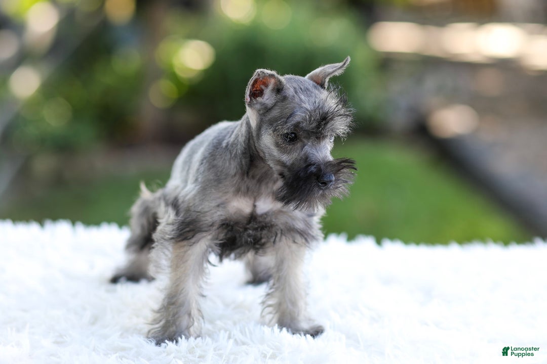 Miniature Schnauzer dogs for sale: Baxter - Image 12