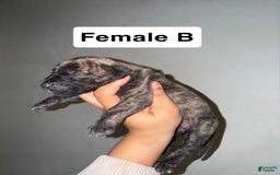 Presa Canario dogs for sale: Rose - Image 6