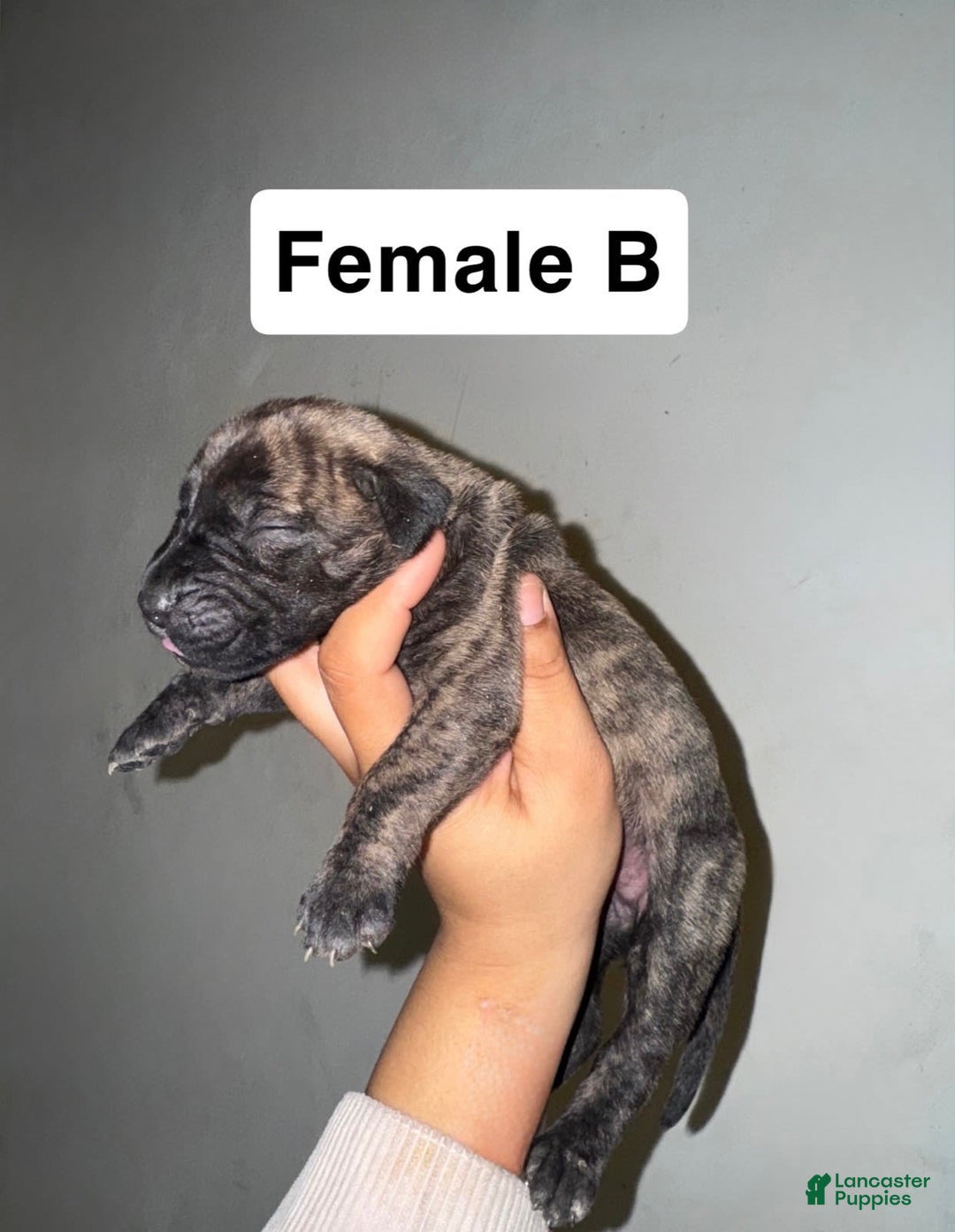 Presa Canario dogs for sale: Rose - Image 6