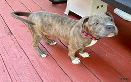 American Bully dogs for sale: Majestic - Image 5