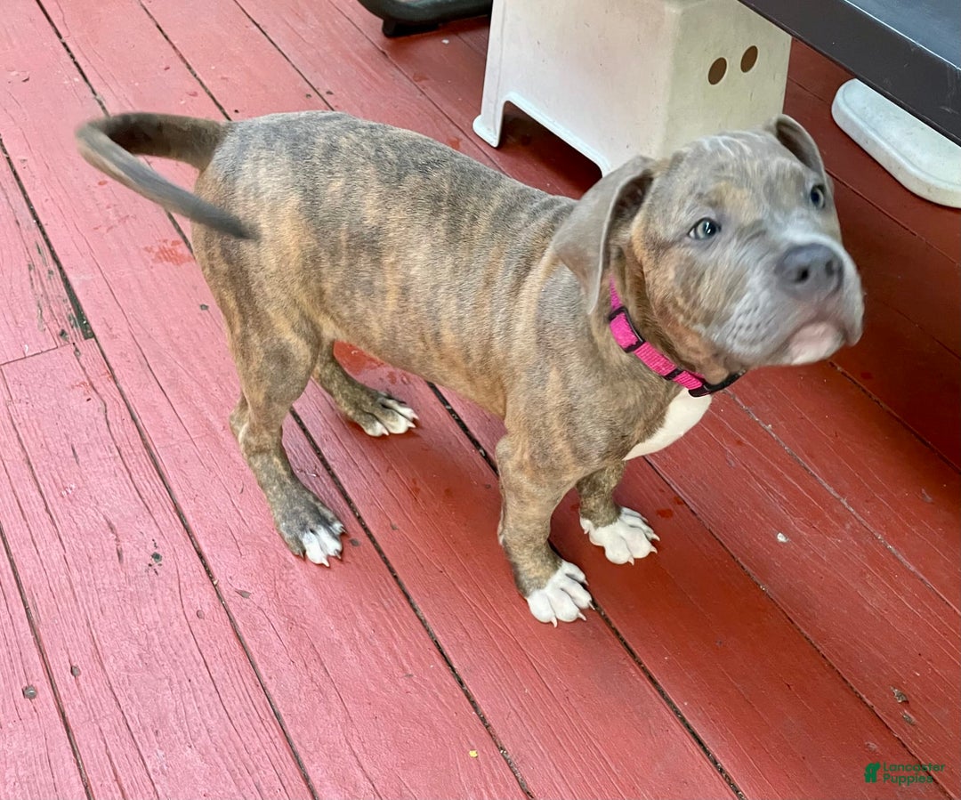 American Bully dogs for sale: Majestic - Image 5