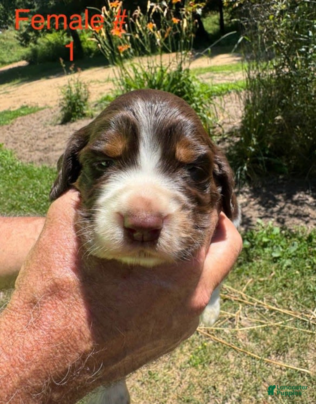 English Springer Spaniel dogs for sale: Female 1 - Image 1