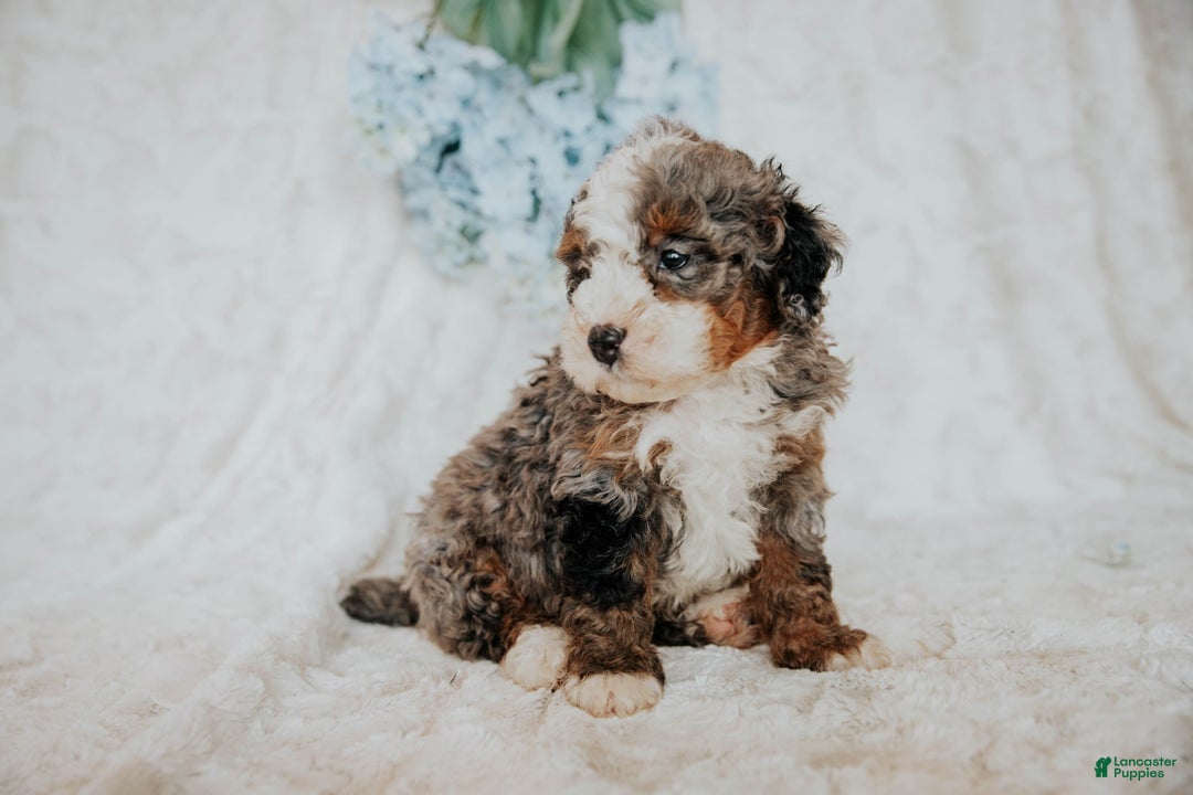 Mini Bernedoodle dogs for sale: Moe F1b - Image 6
