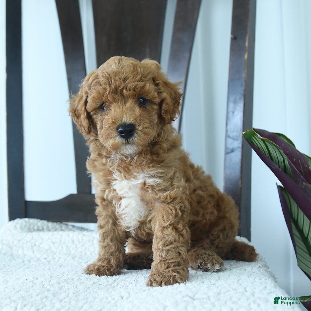 Miniature Poodle dogs for sale: Harper - Image 2