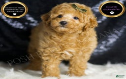 Toy Poodle dogs for sale: Mannie - Image 2