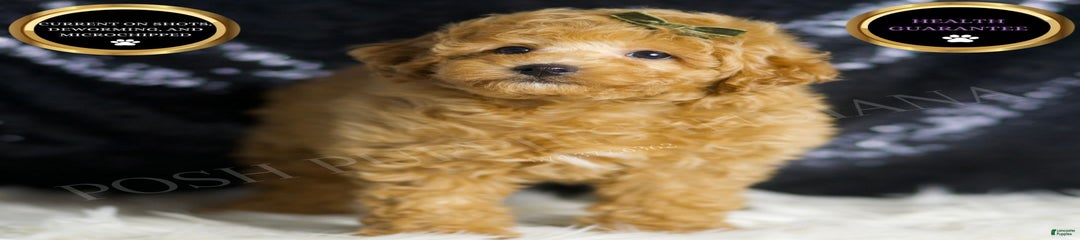 Mannie