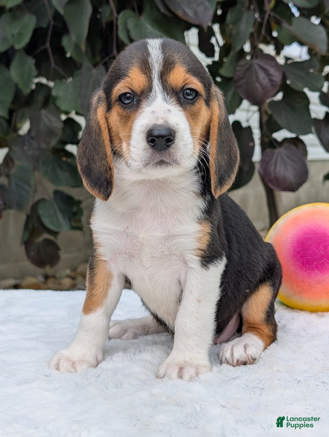 Beagle dogs for sale: Lilly - Image 4