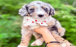 Bernedoodle dogs for sale: Rocket - Image 1