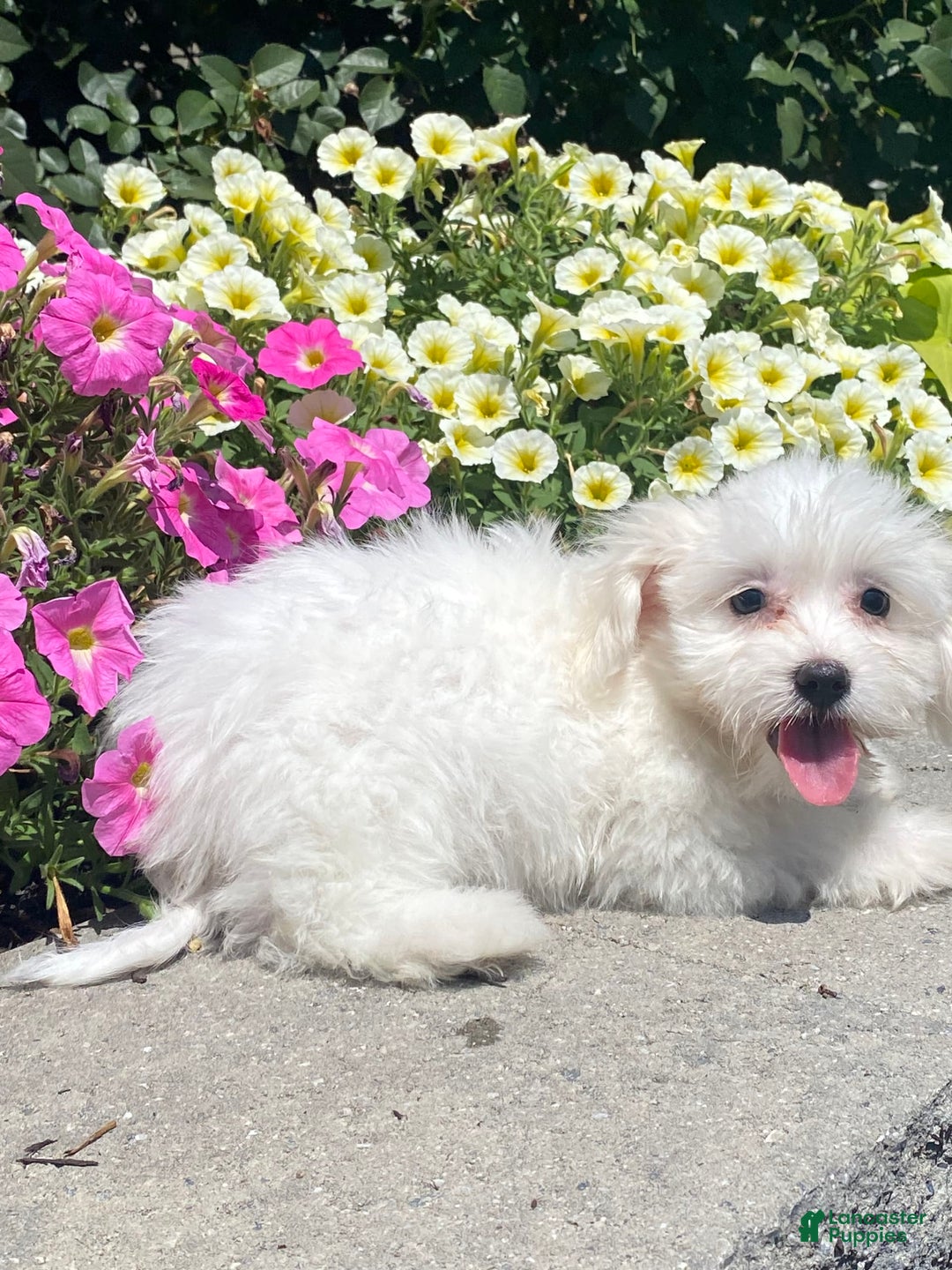 Coton De Tulear dogs for sale: Cora - Image 4