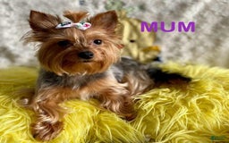 Yorkshire Terrier dogs for sale: Fifa - Image 6