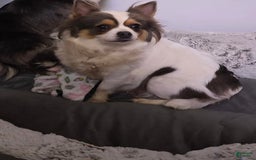 Chihuahua dogs for sale: Rosco - Image 5