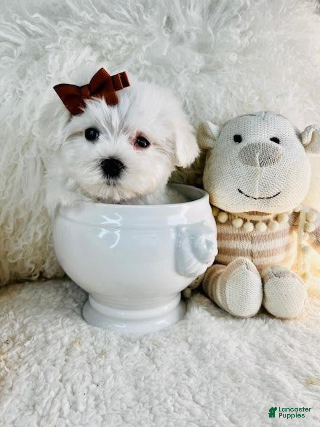 Maltese dogs for sale: Milo - Image 2