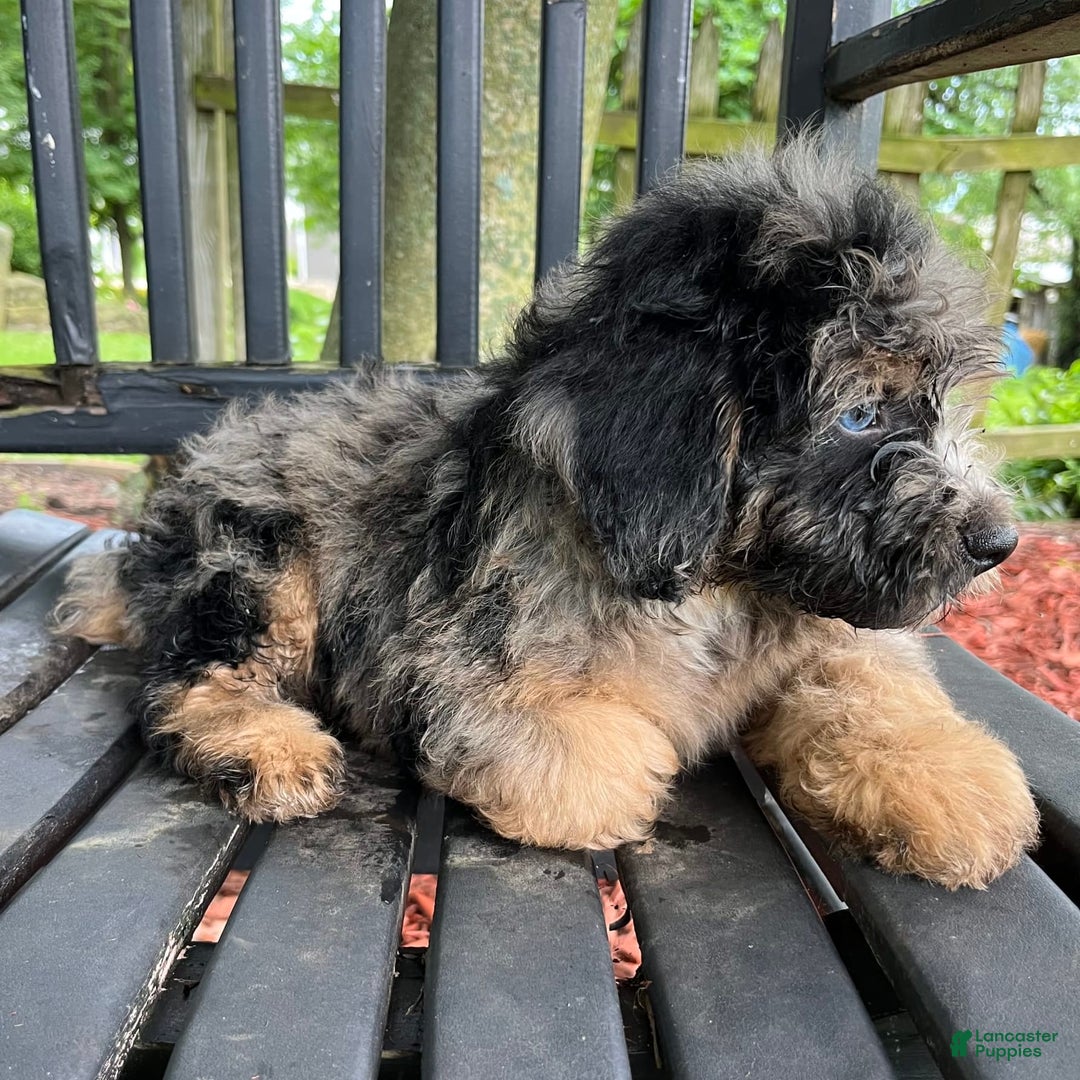 Mini Aussiedoodle dogs for sale: Canary - Image 29