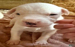 Dogo Argentino dogs for sale: M1 - Image 6