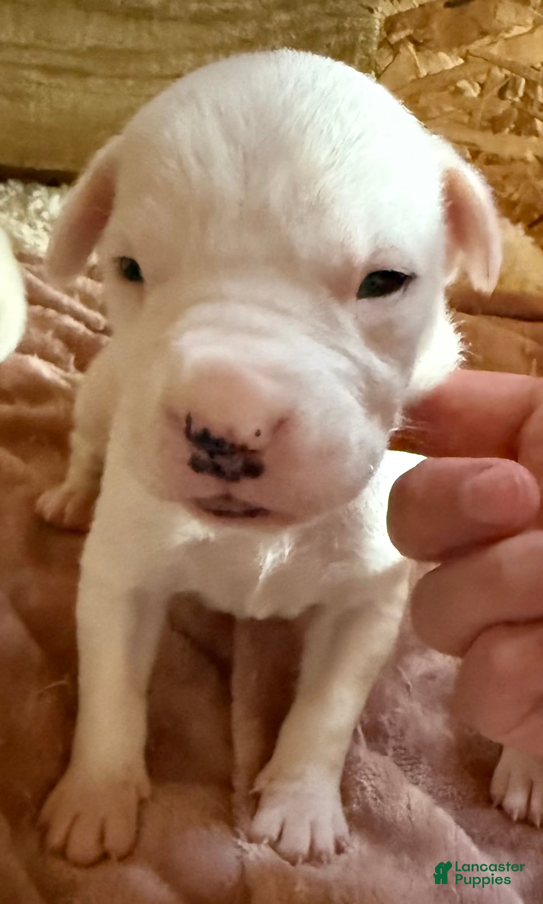 Dogo Argentino dogs for sale: M1 - Image 6