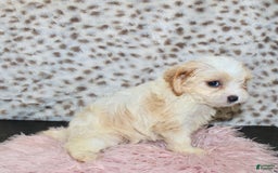 Cavapoo dogs for sale: Cavapoo 7 puppies - Image 26