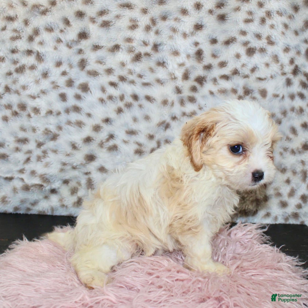 Cavapoo dogs for sale: Cavapoo 7 puppies - Image 26