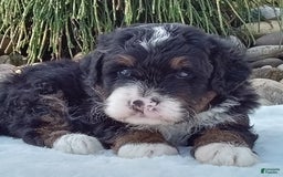 Mini Bernedoodle dogs for sale: Rambo - Image 40