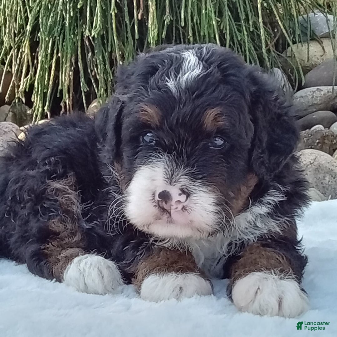 Mini Bernedoodle dogs for sale: Rambo - Image 40