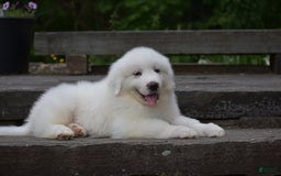 Great Pyrenees dogs for sale: Silas - Image 4