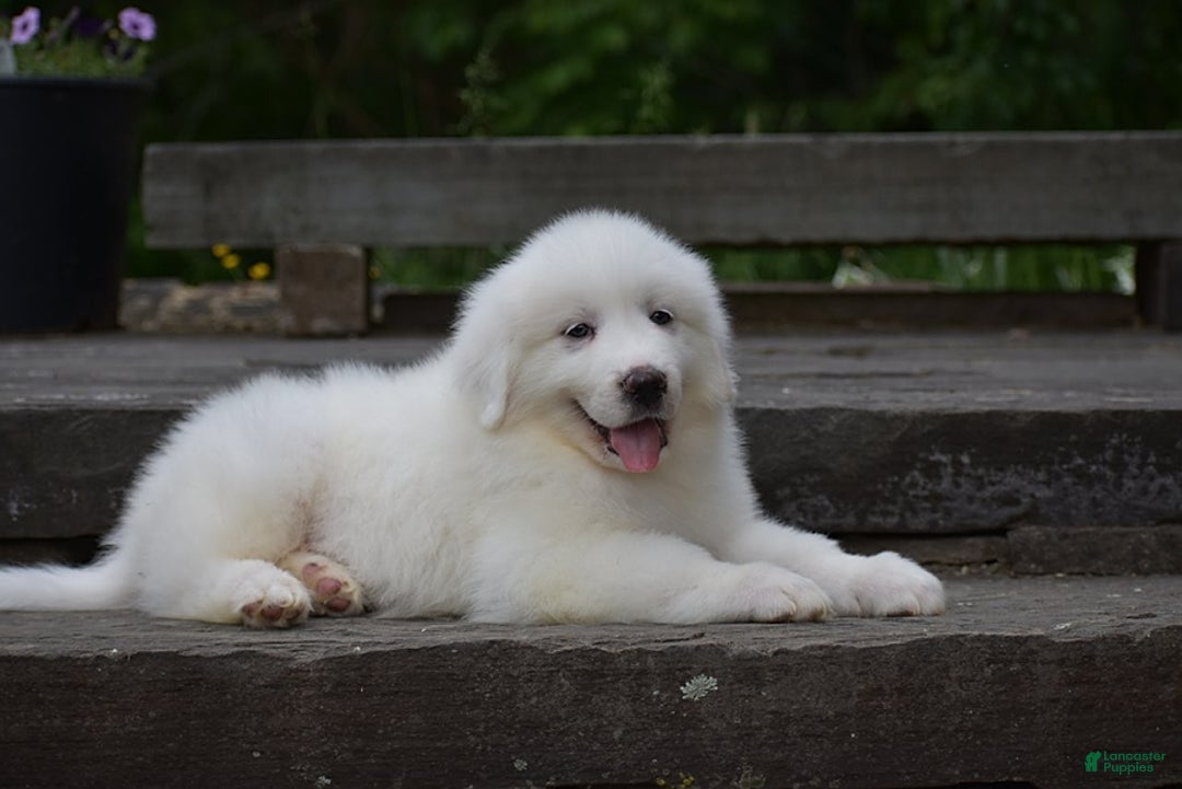 Great Pyrenees dogs for sale: Silas - Image 4