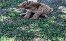 Standard Poodle dogs for sale: George Jefferson - Image 14