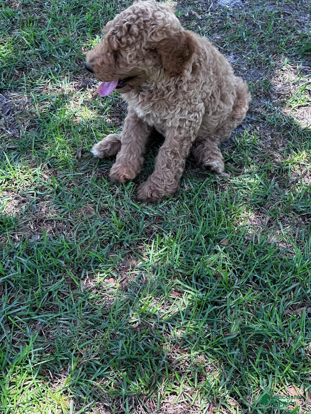 Standard Poodle dogs for sale: George Jefferson - Image 14