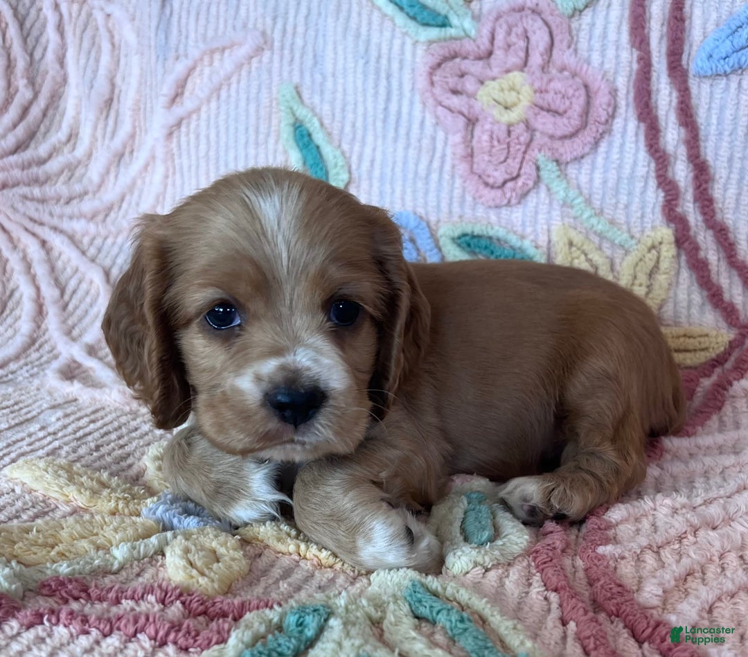 Cocker Spaniel dogs for sale: Max - Image 4