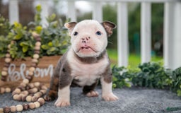 Olde English Bulldogge dogs for sale: Cady - Image 1