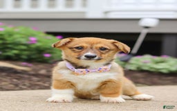 Welsh Corgi Pembroke dogs for sale: Daisy - Image 8