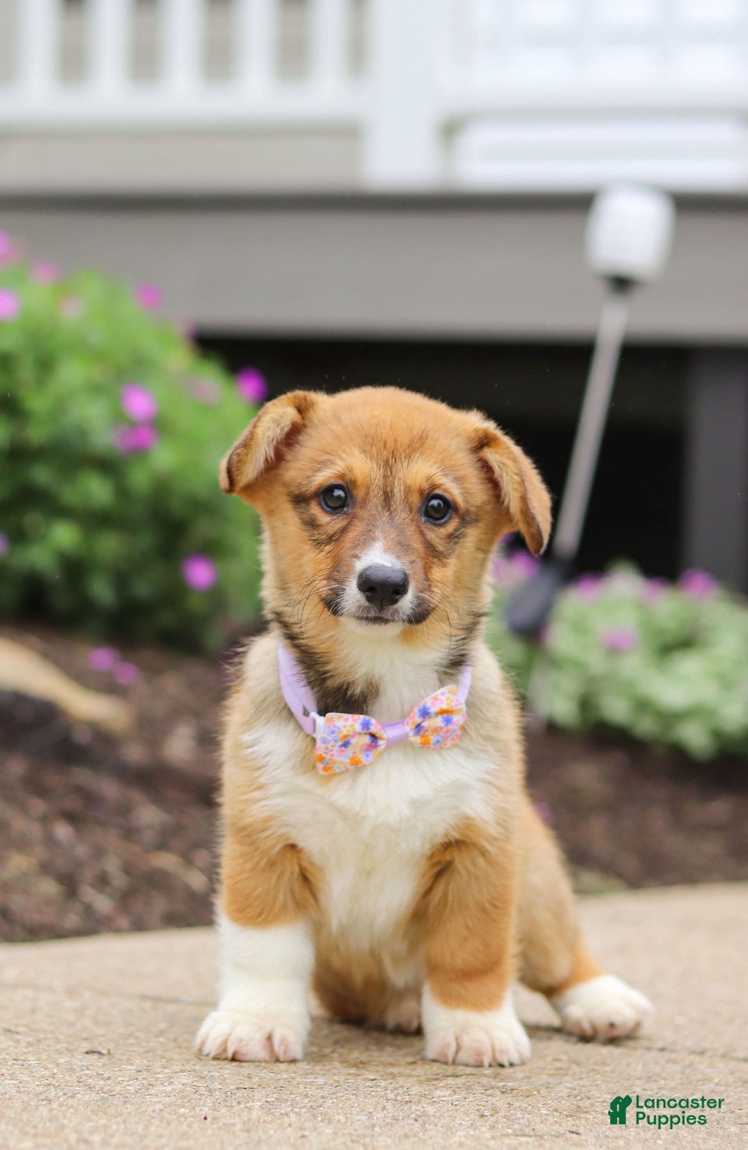 Welsh Corgi Pembroke dogs for sale: Daisy - Image 8