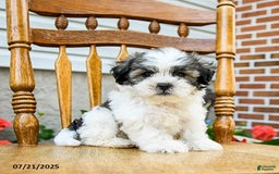 Teddy Bear dogs for sale: Champ - Image 1