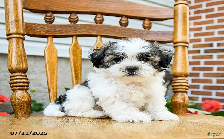 Teddy Bear dogs for sale - Ad 4