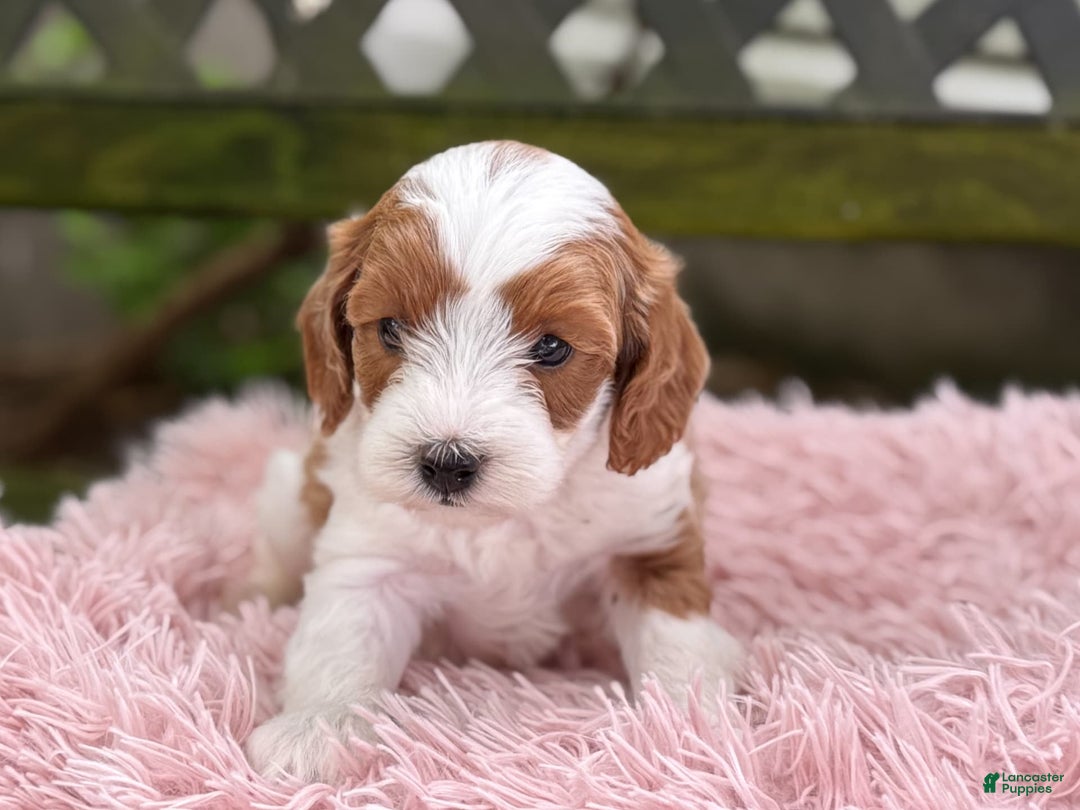 Cavapoo dogs for sale: Brady - Image 16