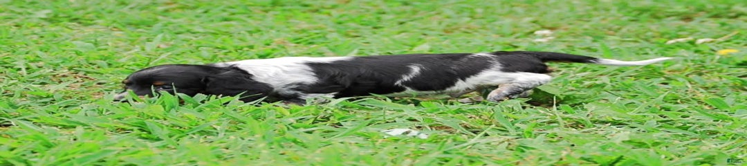 Akc Prince