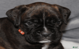 Boxer dogs for sale: Orange Collar Male - Image 1