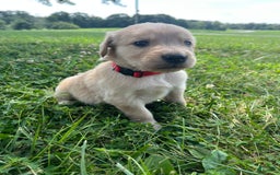 Golden Retriever dogs for sale: Red - Image 1