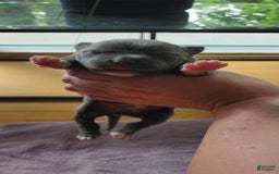 American Bully dogs for sale: Batman - Image 6