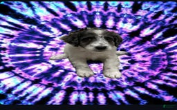 Miniature Poodle dogs for sale: Marly - Image 1